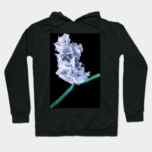 Neutrophil engulfing anthrax bacteria, SEM (C037/6137) Hoodie